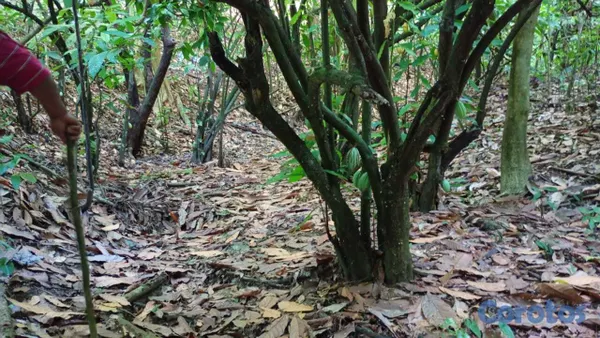 solares y terrenos - 30 TAREAS PRÓXIMO A HATO DAMAS 4