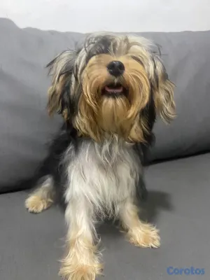 animales y mascotas - Yorkie 4