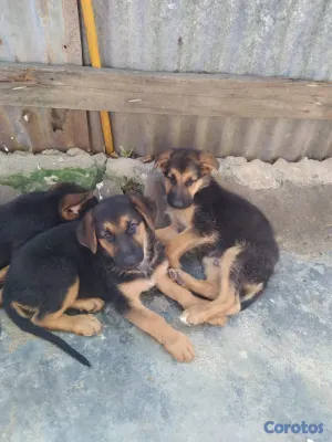 animales y mascotas - Perros pastor alemán  2