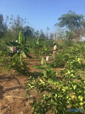 solares y terrenos - finca agricola en Cerros de Buenas vista mata san juan  2