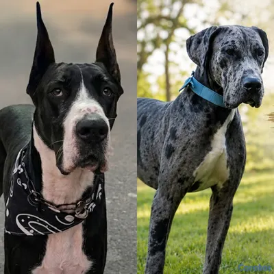 animales y mascotas - GRAN DANES CACHORROS DISPONIBLES 6