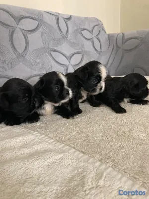 animales y mascotas - Shihtzu ambos sexos 6