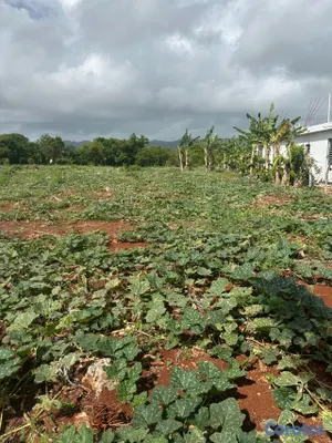 solares y terrenos - se vende en samana carretera playa ricon 4
