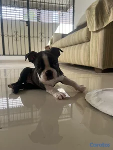 OFERTA CACHORRO BOSTON TERRIER AMBOS SEXO UBICADO EN SANTIAGO 