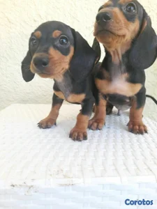 hermosos cachorritos dochshund machos 
