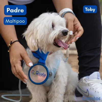 animales y mascotas - Cachorros Maltipoo y Mariposa 3