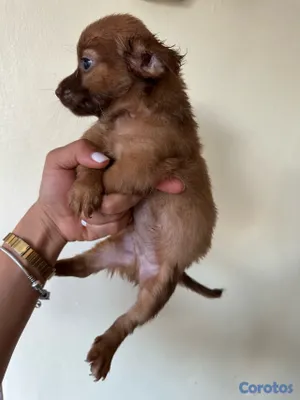 animales y mascotas - CHIHUAHUA MARIPOSA  2
