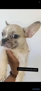 bulldog francés cachorro 