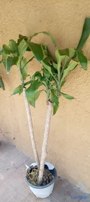 herramientas, jardines y exterior - Planta  2