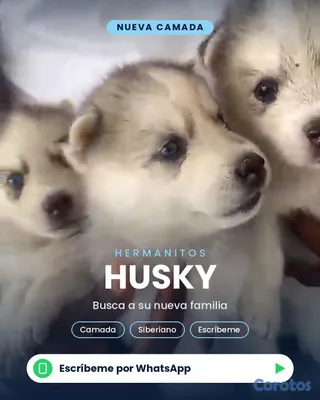 animales y mascotas - 🐾 ¡CACHORROS HUSKY SIBERIANO EN VENTA! 🐾 2
