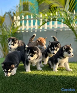 hermosos cachorritos husky silverian 