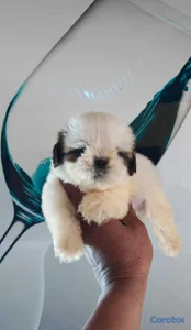 OFERTA CACHORRO SHIH TZU MACHO UBICADO EN SANTO DO
