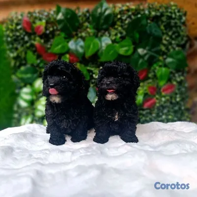 animales y mascotas - poodle miniatura ambos sexos  3