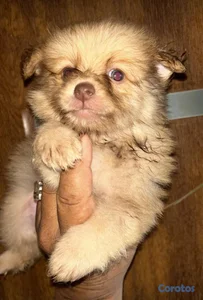 Pomerania hembra y macho. Dog, pet, puppy, cachorr