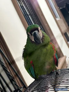 Guacamaya verde