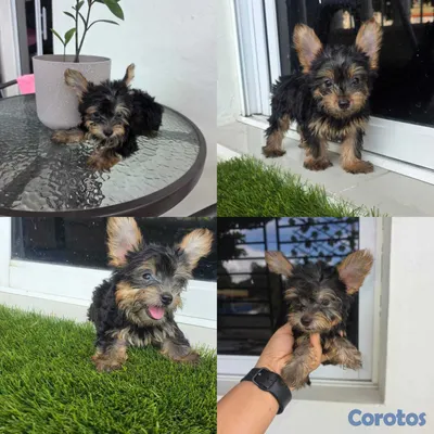 animales y mascotas - Yorkies (Yorkshire Terrier) 9