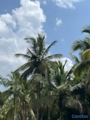 solares y terrenos - SEMBRADÍO DE COCOS CON VISTA PRIVILEGIADA 🌴🌅 4