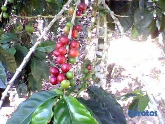 solares y terrenos - SE VENDE HERMOSA FINCA EN EL CACAO de San Cristoba 3