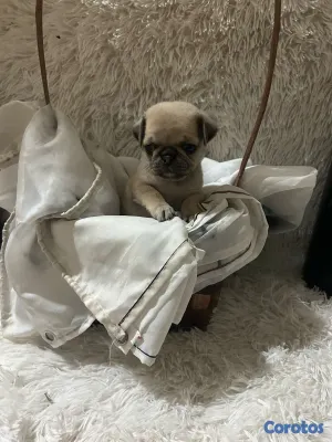 animales y mascotas - Cachorros Pug 5