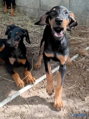 animales y mascotas - ESPECIAL CACHORRO DOBERMAN MACHO EN UBICADO EN SAN 2