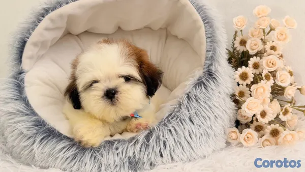 animales y mascotas - Shihtzu dos meses Ambos Sexos  3