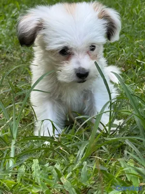 animales y mascotas - Cachorra  Shipoo hermosa y agradable temperamento 4