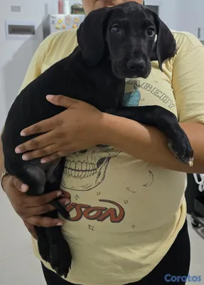 animales y mascotas - GRAN DANES CACHORROS DISPONIBLES 5