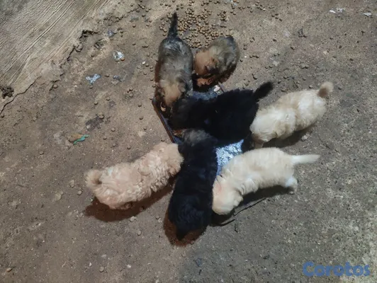 animales y mascotas - hermoso cachorro shihpoo, poodle, puder, peluche 2