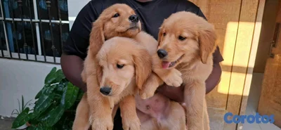 hermosos cachorritos de golden retrievee 