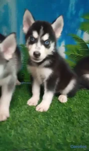 OFERTA CACHORRO HUSKY MACHO UBICADO EN SANTO DOMIN