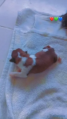 animales y mascotas - SHIPOO MACHO PARA APARTAR 💚  3