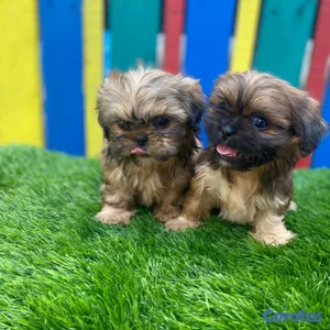 Pekines 