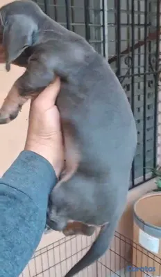 animales y mascotas - OFERTA CACHORRO SALCHICHA MACHO BLUE UBICADO EN SA 3