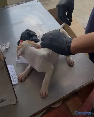 animales y mascotas - Cachorros de Pitbull 8,000 aprovecha la oferta.  5