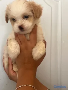 Shipoo hembras puras 