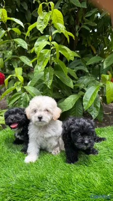 animales y mascotas - Maltipoo 4