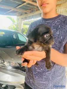 pug macho