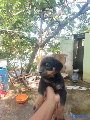 animales y mascotas - hermosos cachorritos rottwailer  4