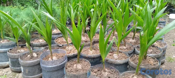herramientas, jardines y exterior - vendo plantas o matas de coco enano verde brazileño en puerto plata muñoz  1
