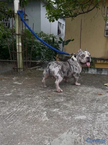 American bully pocket merle (montas)