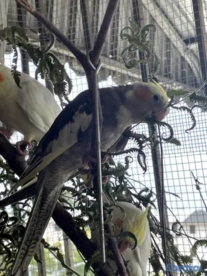 animales y mascotas - 🦜💕 CACATÚAS NINFAS / COCKATIELS 6