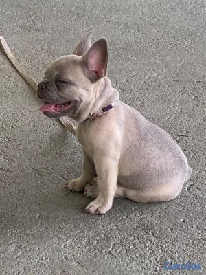 animales y mascotas - Bulldog Frances Toy  6