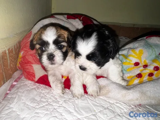 animales y mascotas - Maltix En venta (cruza entre un Shih Tzu y un Bich 5