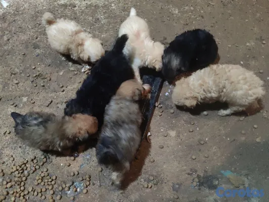 animales y mascotas - hermoso cachorro shihpoo, poodle, puder, peluche 5