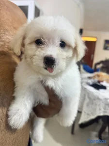 hermosos cachorros shihppo shipo chipo poodle puder