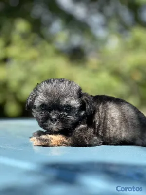 animales y mascotas - Especial de cachorro shipoo pequeñita hembra en sa 2