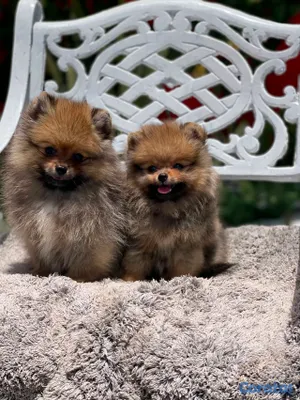 animales y mascotas - hermosos cachorritos pomerania osito peludos  5