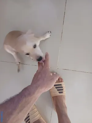 animales y mascotas - Chihuahua #2 6