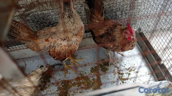animales y mascotas - kikiriquis Pareja Hembra y Macho. 3