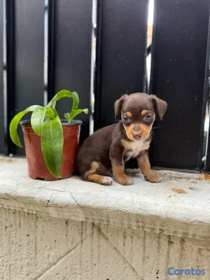 animales y mascotas - hermosos cachorros chihuahuas #2 disponibe info dm  4